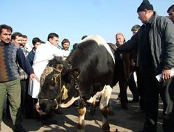 stanbul'da kurbanlk fiyatlar el yakyor